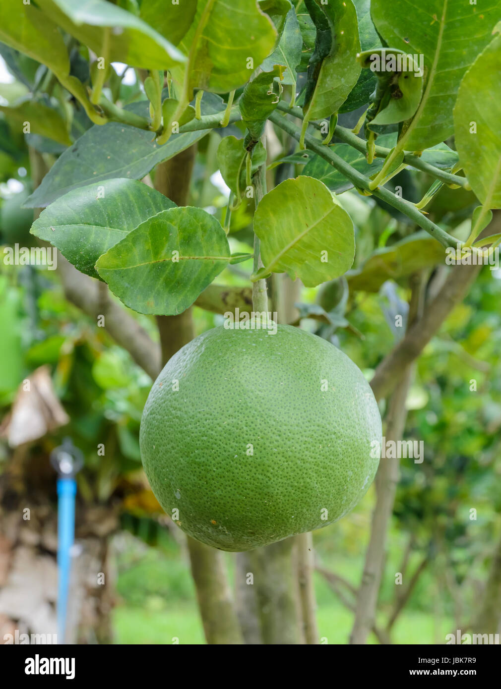Pomelo citrus fruit farming hires stock photography and images Alamy
