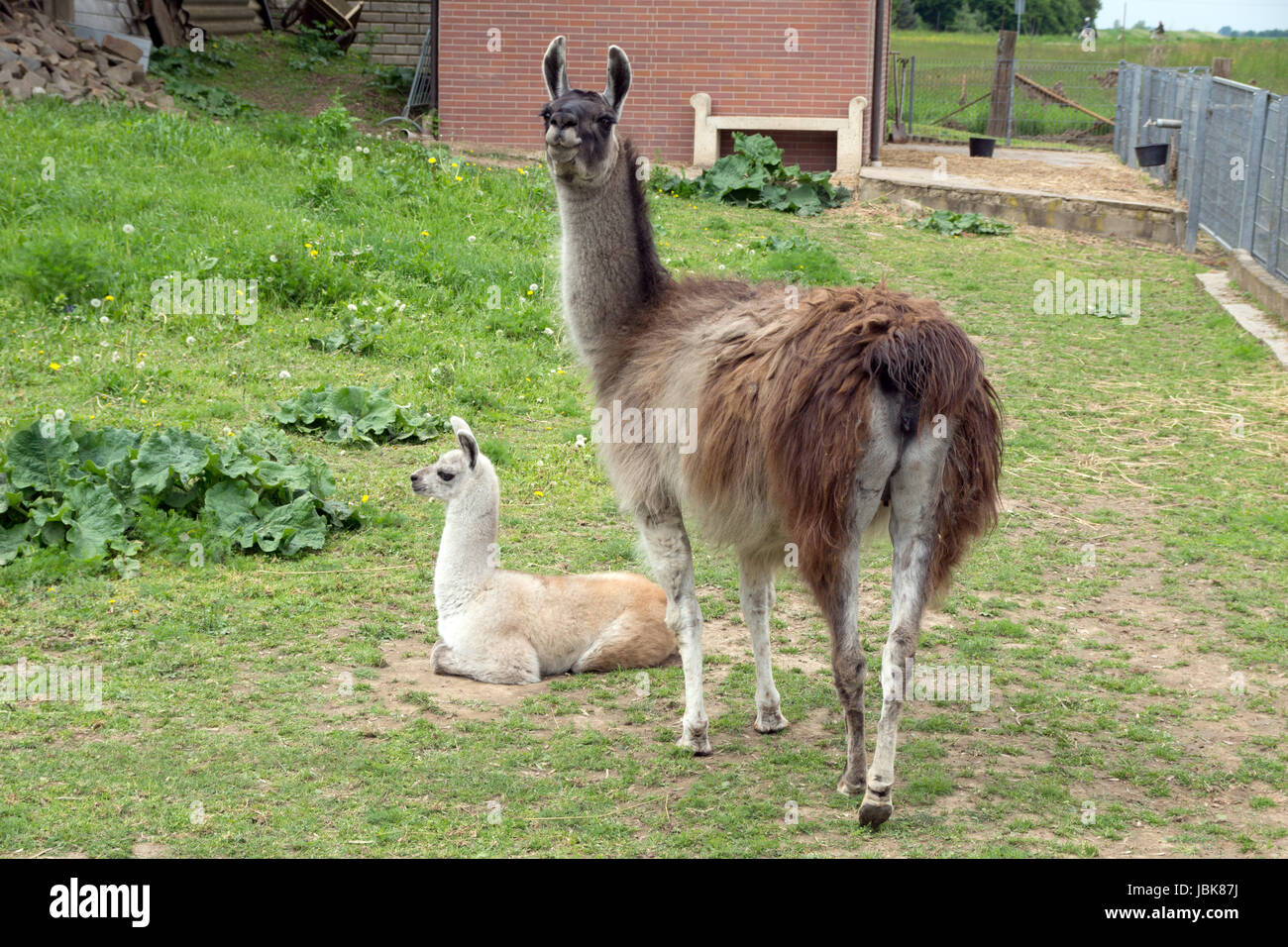 Lama With Baby In An Enclosure Stock Photo Alamy