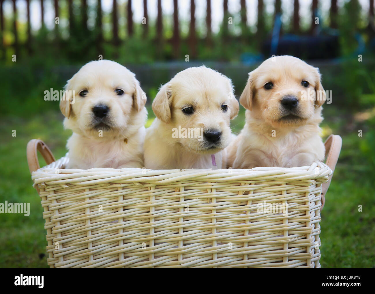 Puppies in a basket hi-res stock photography and images - Alamy