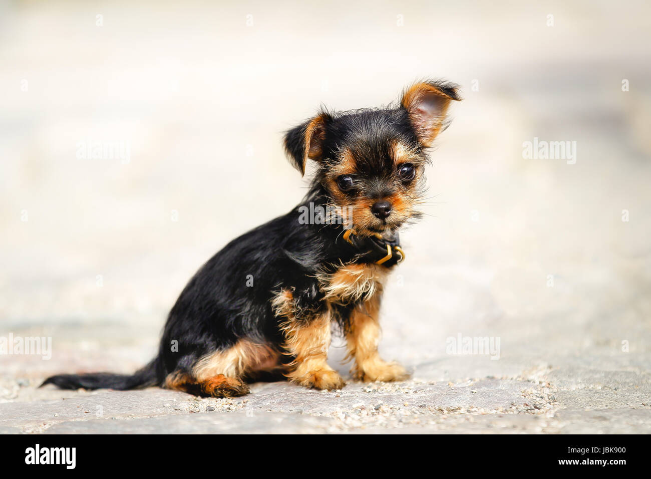 Chihuahua terrier mix puppy hi res stock photography and images