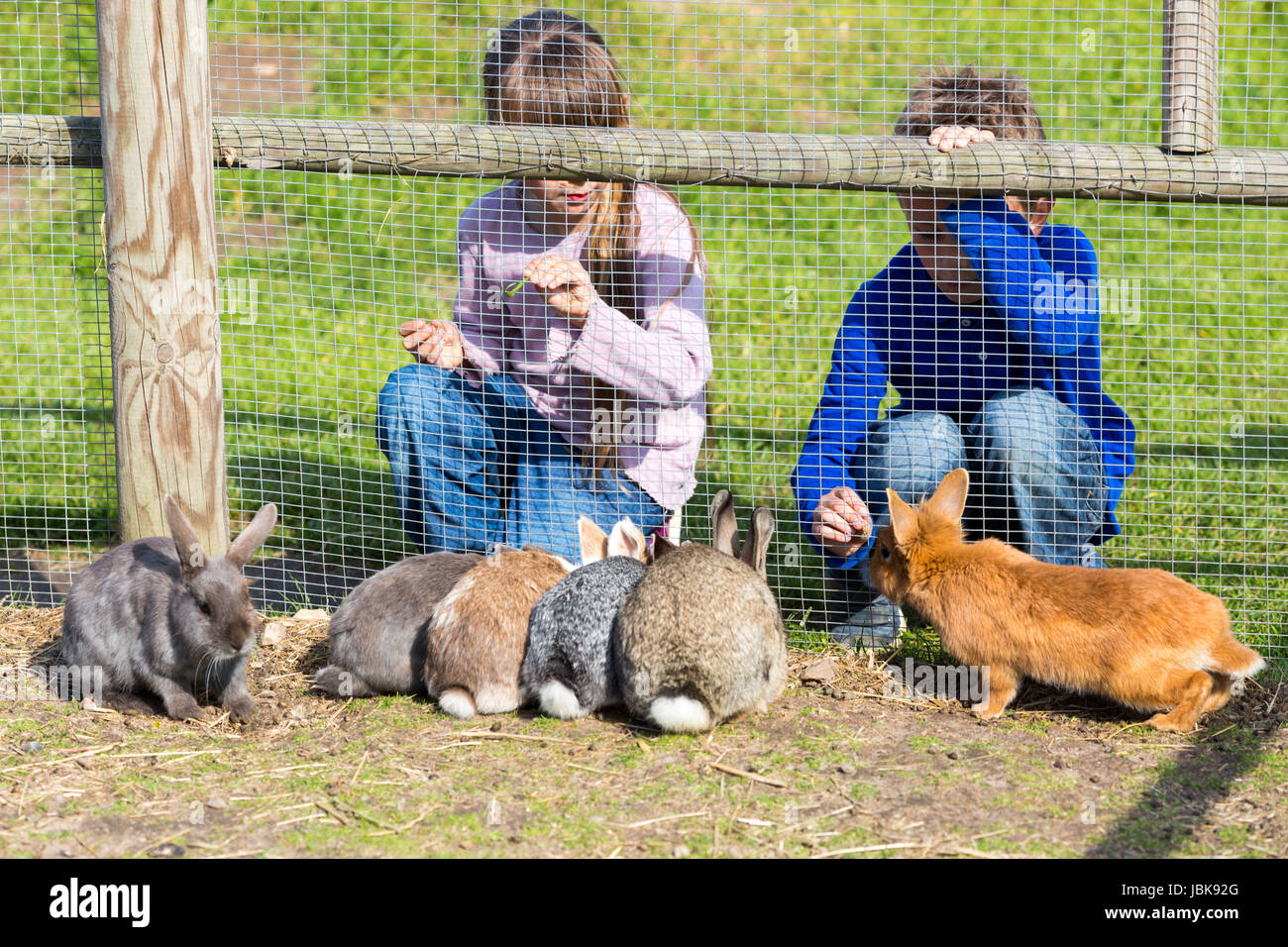 Boy and girl feeding rabbits outside during spring time Stock Photo Alamy