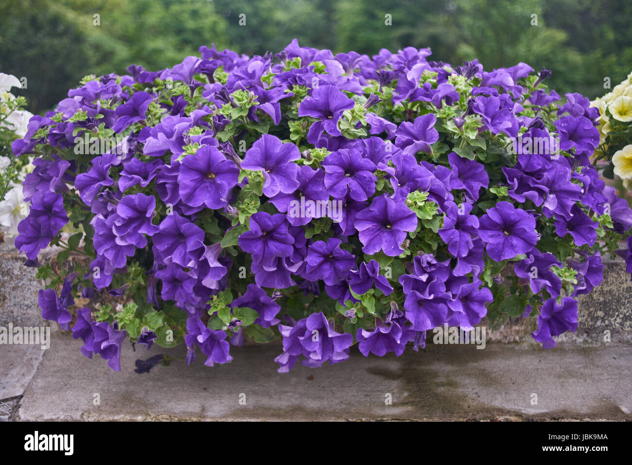 Plenty of violet petunias blossoming abundantly in the pot Stock Photo