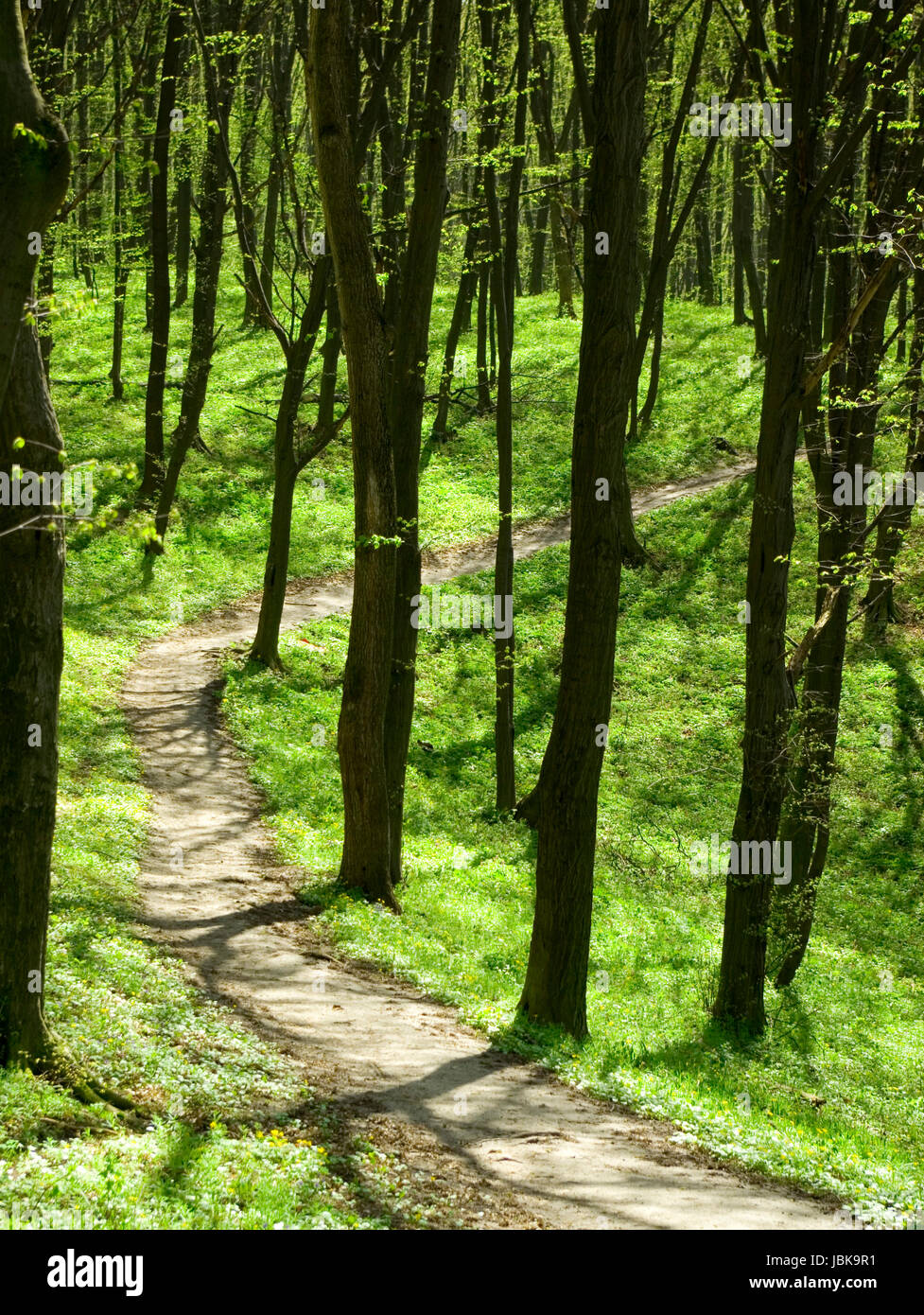 green forest background in sunny day Stock Photo - Alamy