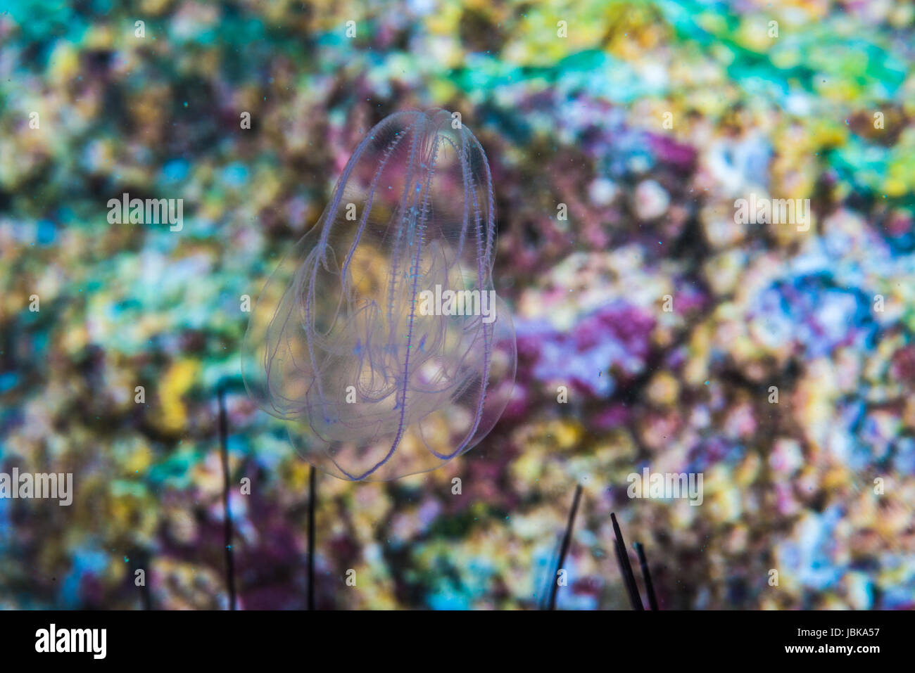 Comb Jellyfish (Ctenophora) Depth of water 8m at Owase, Mie, Japan