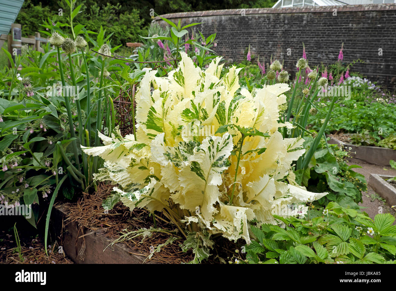 Variegated horseradish plant (Amoracia Rusticana Variegata) growing at the National Botanic Garden of Wales in June Carmarthenshire UK   KATHY DEWITT Stock Photo