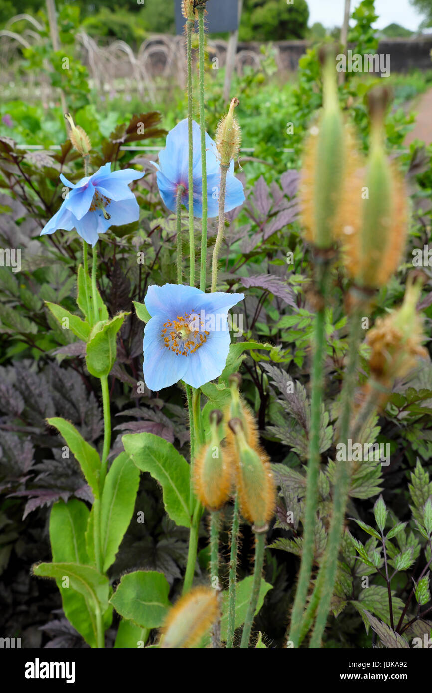 Meconopsis betonicifolia in bloom growing outside in a herbaceous border at the National Botanic Garden of Wales in Carmarthenshire UK   KATHY DEWITT Stock Photo