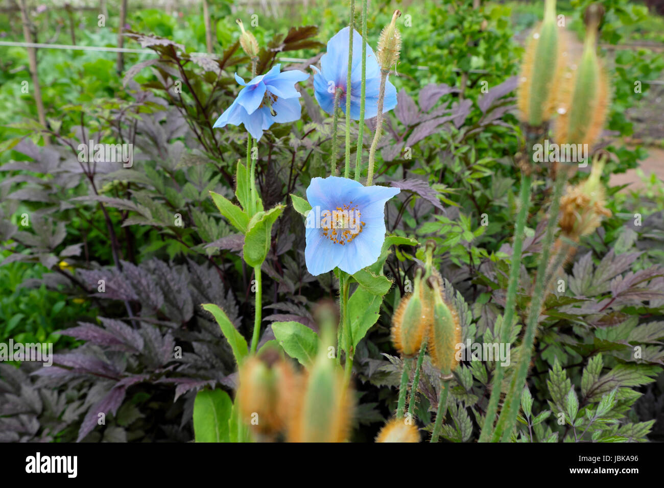 Meconopsis betonicifolia  growing outside in summer in herbaceous border at the National Botanic Garden of Wales in Carmarthenshire UK   KATHY DEWITT Stock Photo