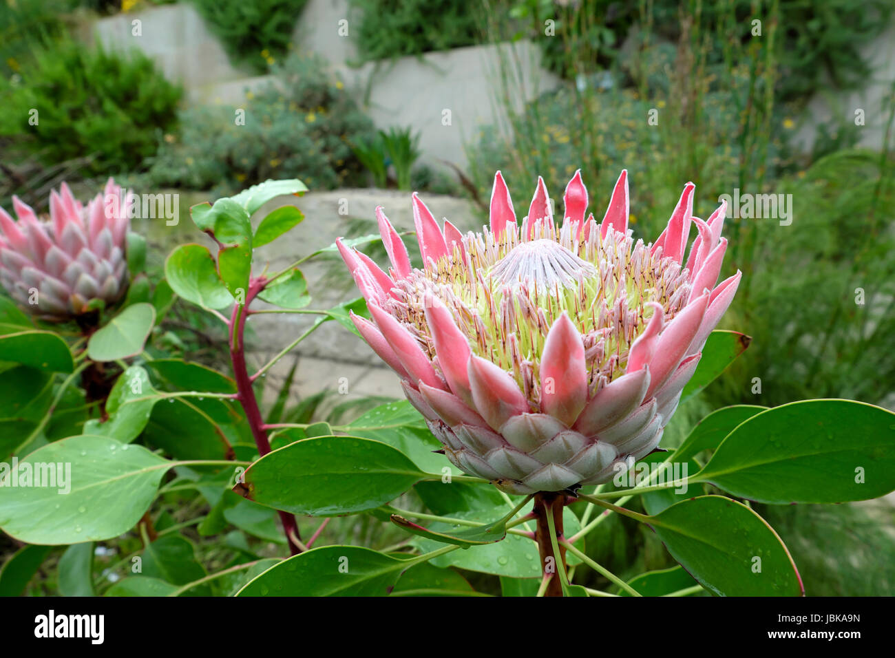 King Protea Cynaroides flowerhead in bloom in the Australian area of the National Botanic Garden of Wales, Carmarthenshire UK   KATHY DEWITT Stock Photo