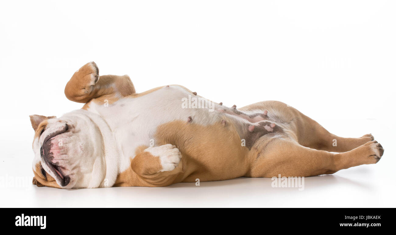 English bulldog puppy old lying hi-res stock photography and images - Alamy
