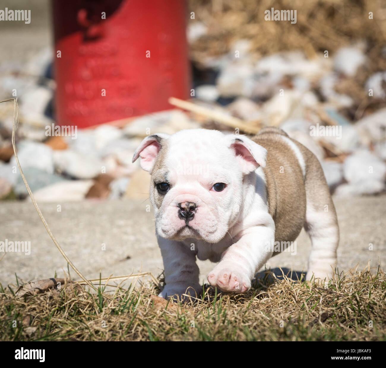 english bulldog puppy outside in the grass Stock Photo - Alamy