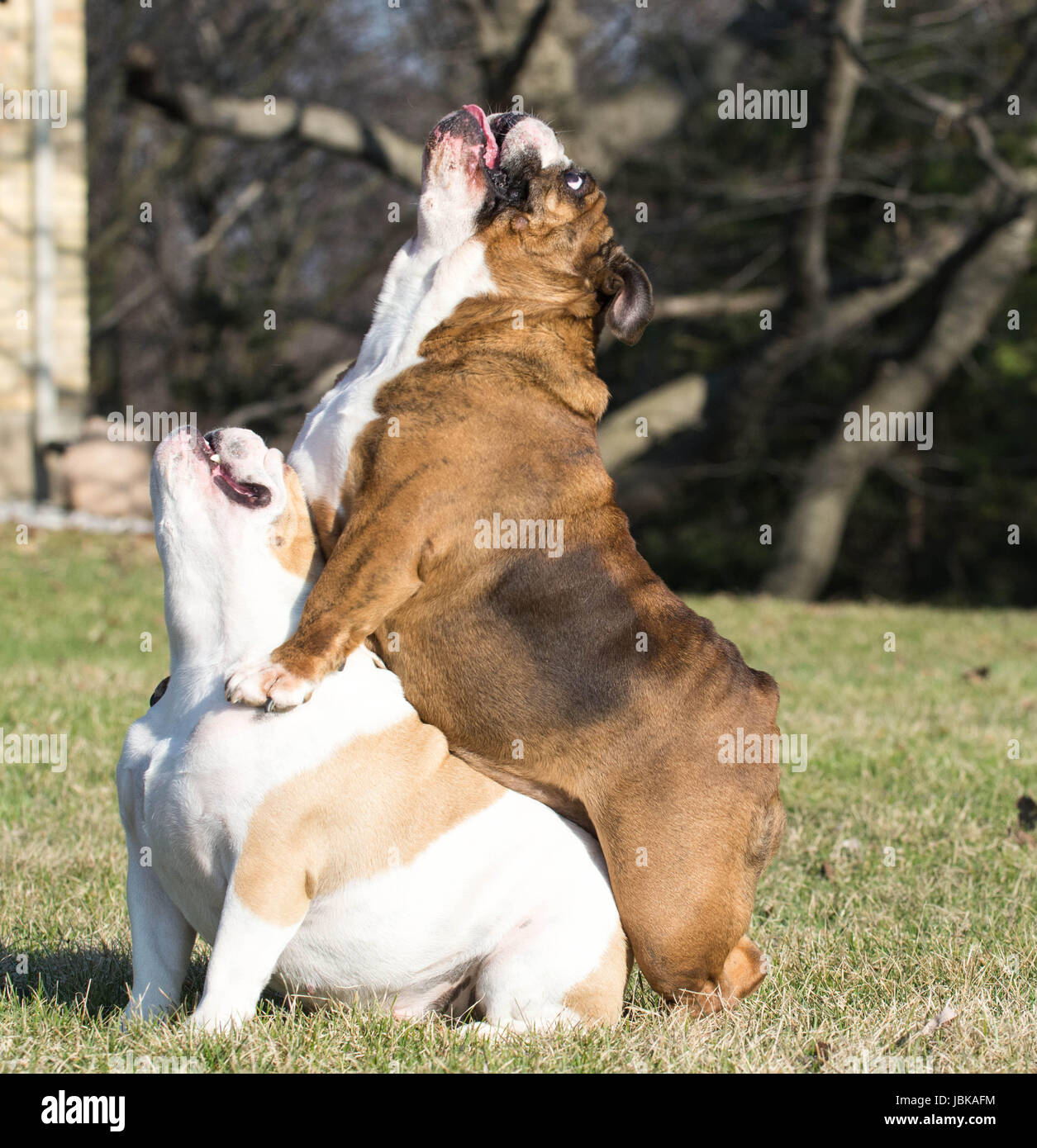 two english bulldog outside playing in the grass Stock Photo - Alamy
