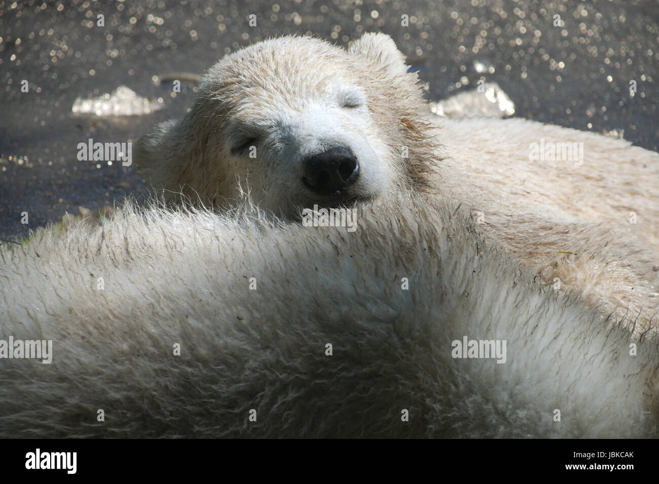 sleeping polar bear cub Stock Photo Alamy