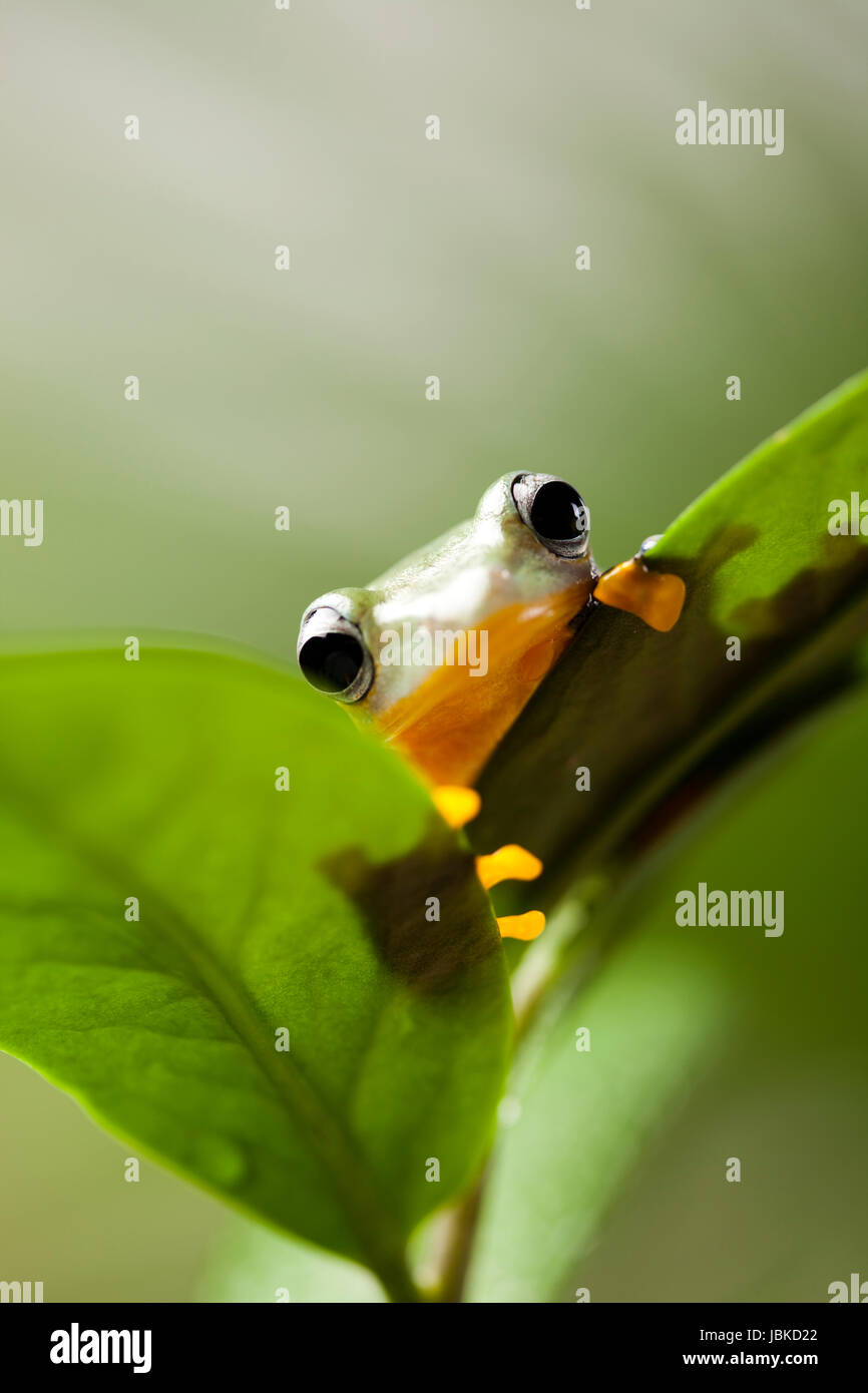 greenback tree frog Stock Photo - Alamy