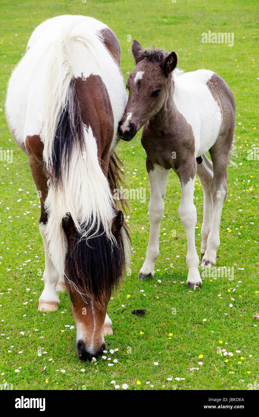 Piebald mare and foal Dartmoor ponies on Roborough Down, Yelverton, Devon, UK Stock Photo