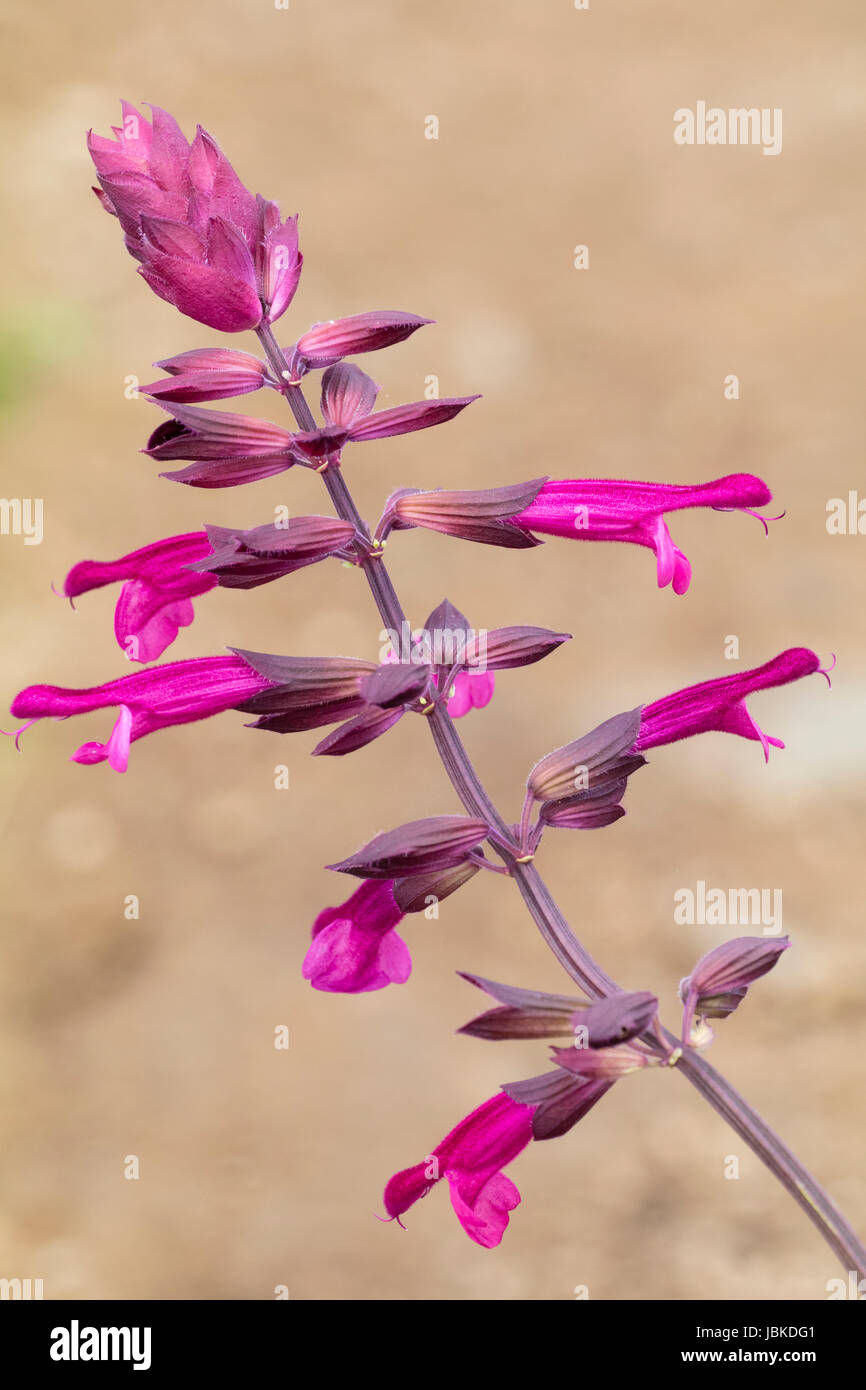 Single flower spike of the hybrid ornamental sage, Salvia 'Love & Wishes' Stock Photo