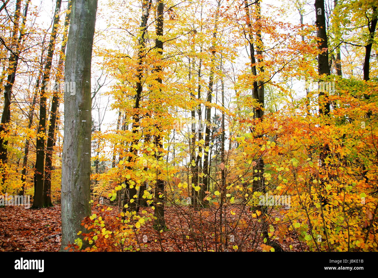 hoher Laubwald mit gelbem Buchenlaub Stock Photo