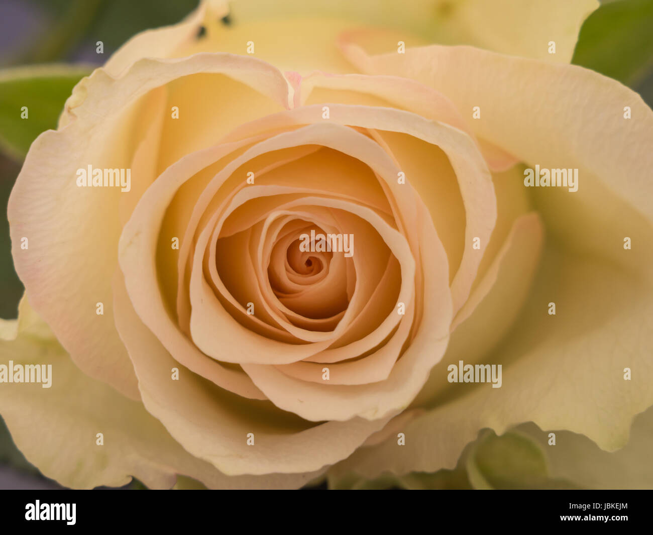 Detailed close-up image of a white rose Stock Photo - Alamy