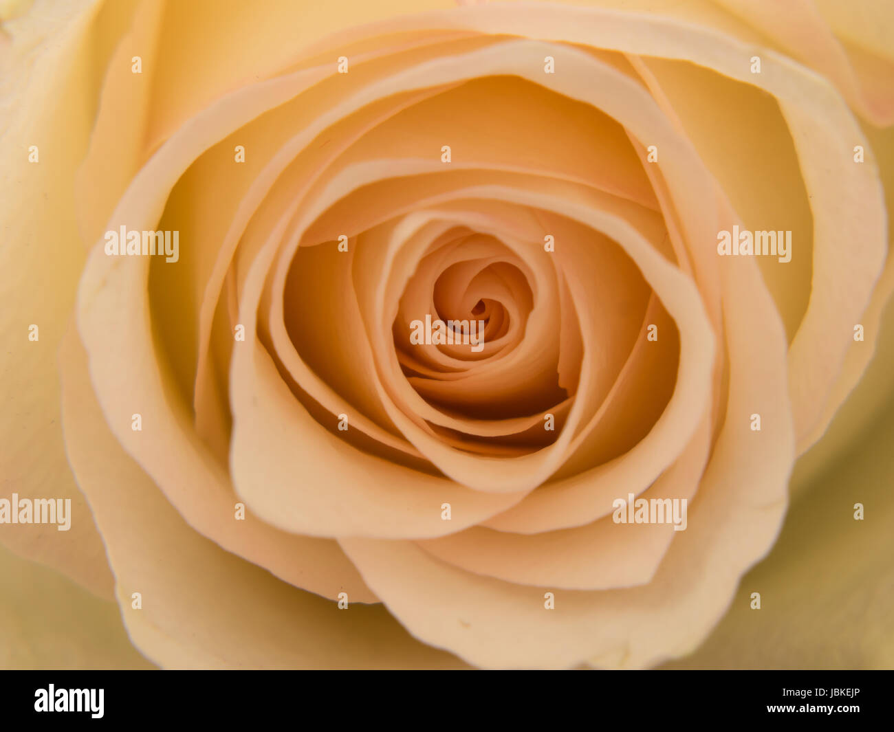 Detailed macro image of a white rose Stock Photo - Alamy