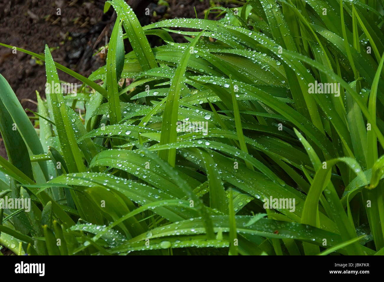 Macro of grass spikes with water drops on green background, Vidin town, Bulgaria Stock Photo