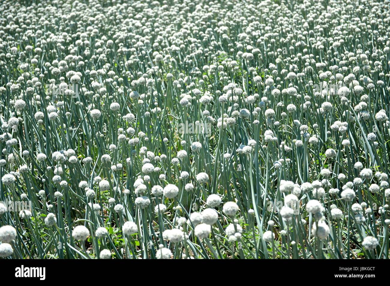 An commercial onion field in South Africa Stock Photo Alamy
