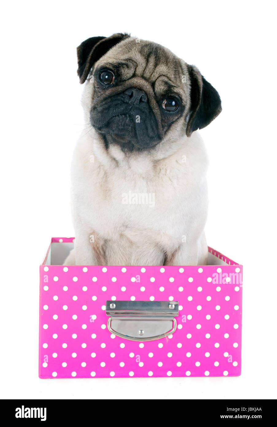 pug gift box
