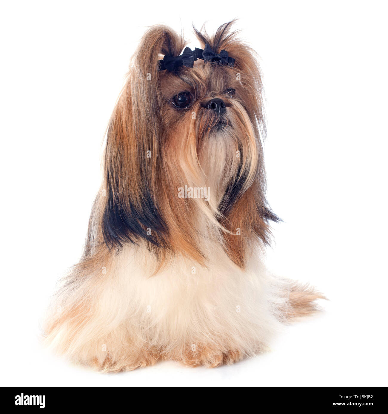bow legged shih tzu