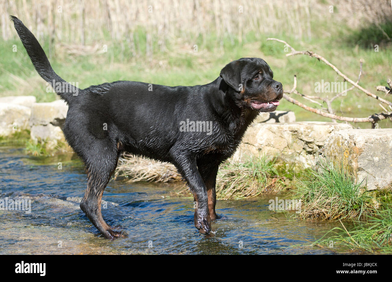 Rottweiler in a river hi-res stock photography and images - Alamy