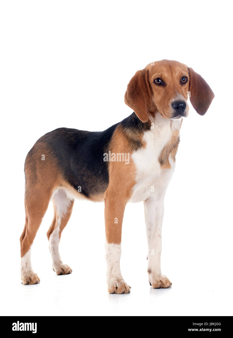 Beagle harrier hi-res stock photography and images - Alamy