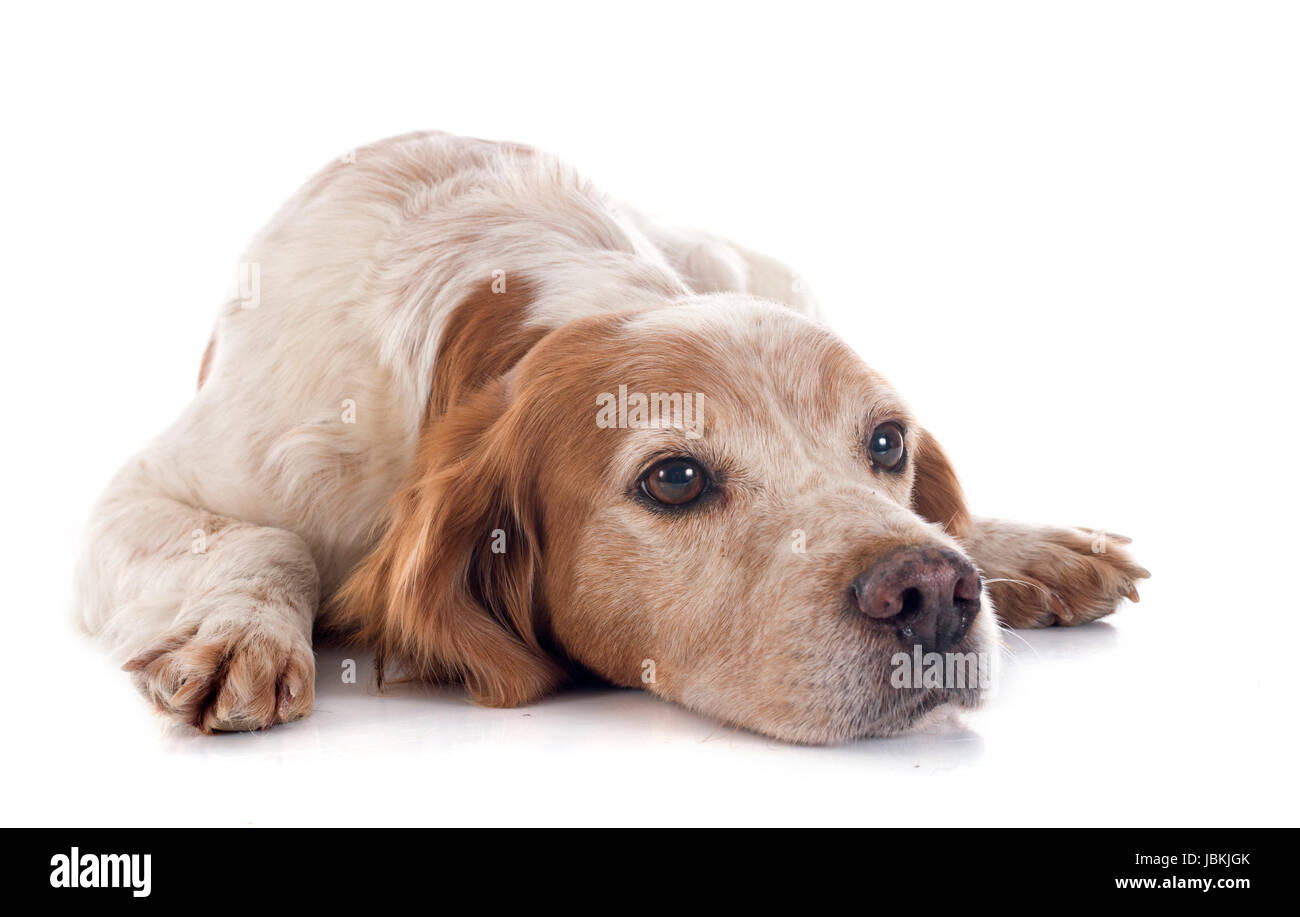 portrait of a brittany spaniel in front of white background Stock Photo