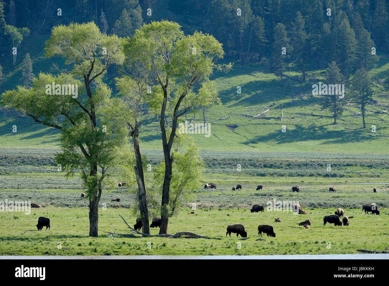 A Herd Of Bison Grazing In The Lamar Valley Yellowstone National Park a-herd-of-bison-grazing-in-the-lamar-valley-yellowstone-national-park