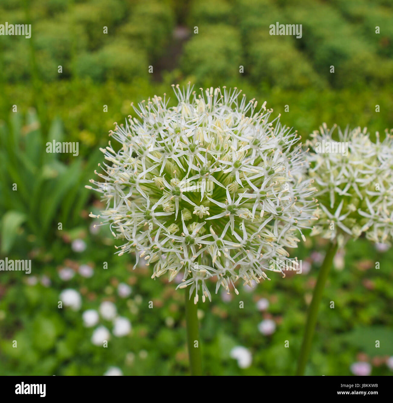 Allium Karataviense ornamental onion flowers aka Ivory Queen Stock Photo