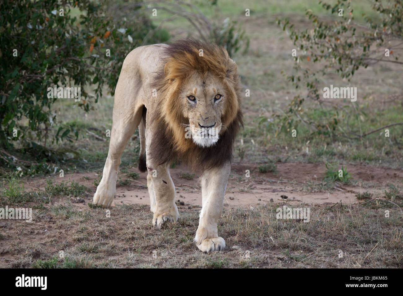 African Lion Panthera Leo Portrait Animal In The Wild Stock Photo african-lion-panthera-leo-portrait-animal-in-the-wild-stock-photo