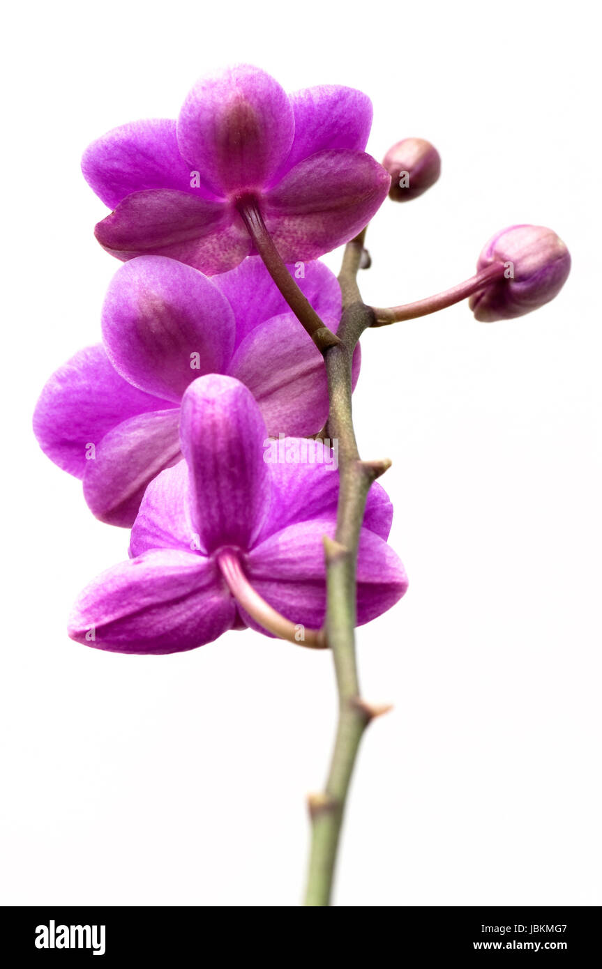 Pink orchid flower isolated on white background Stock Photo - Alamy