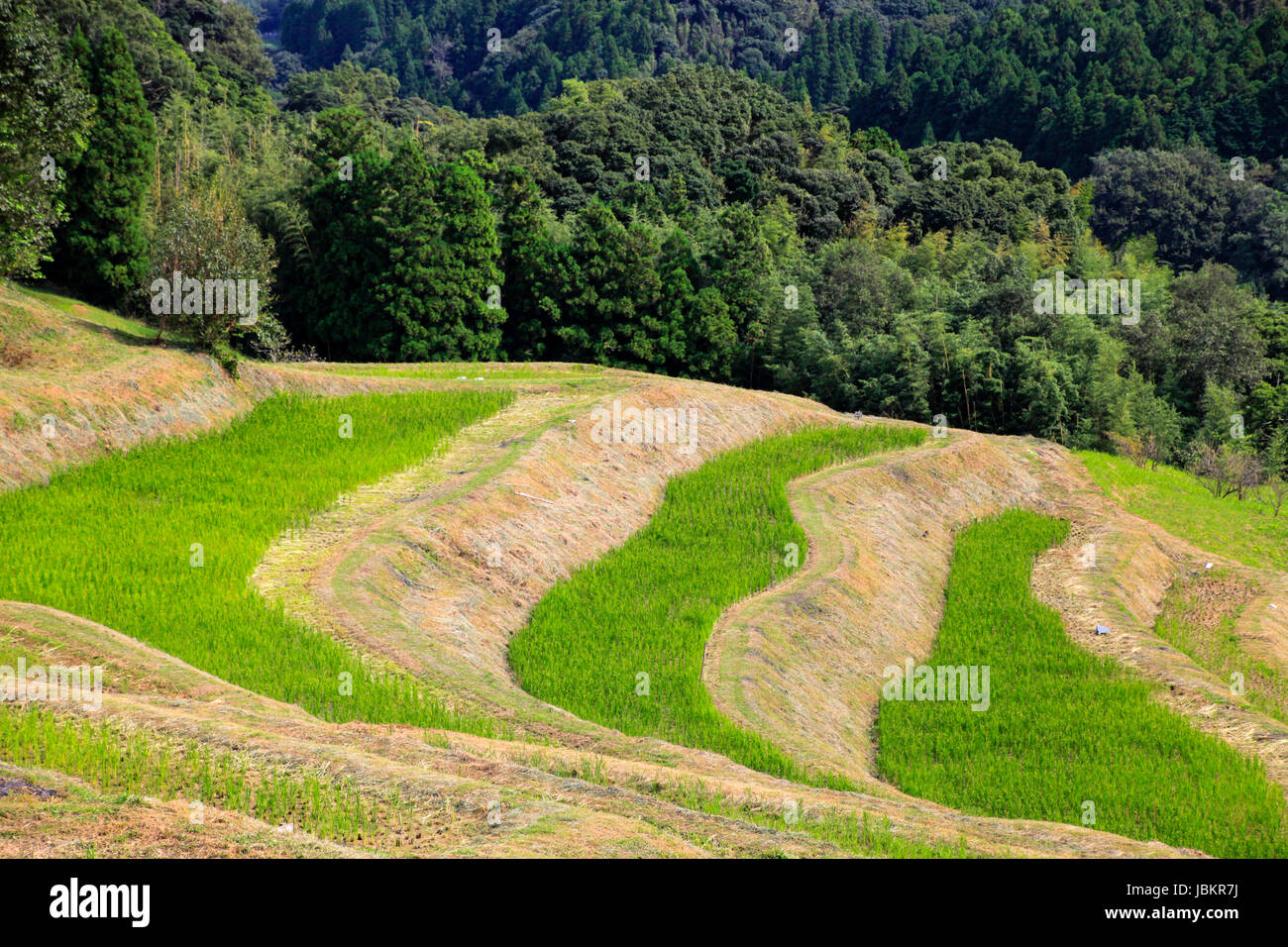 Oyama Senmaida Terraced Rice Field Kamogawa City Chiba Japan Stock Photo Alamy