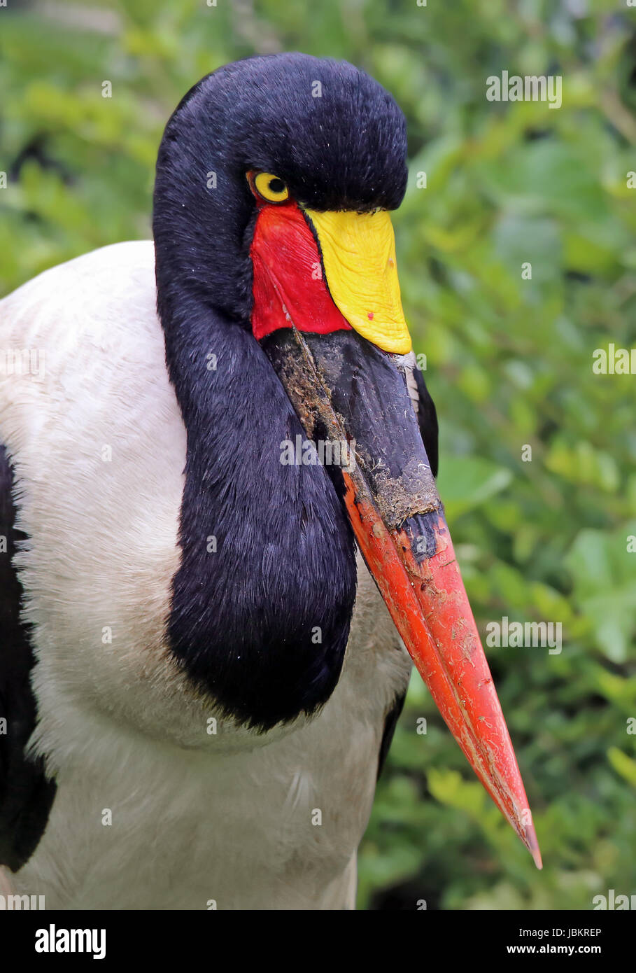 saddle stork in portrait Stock Photo