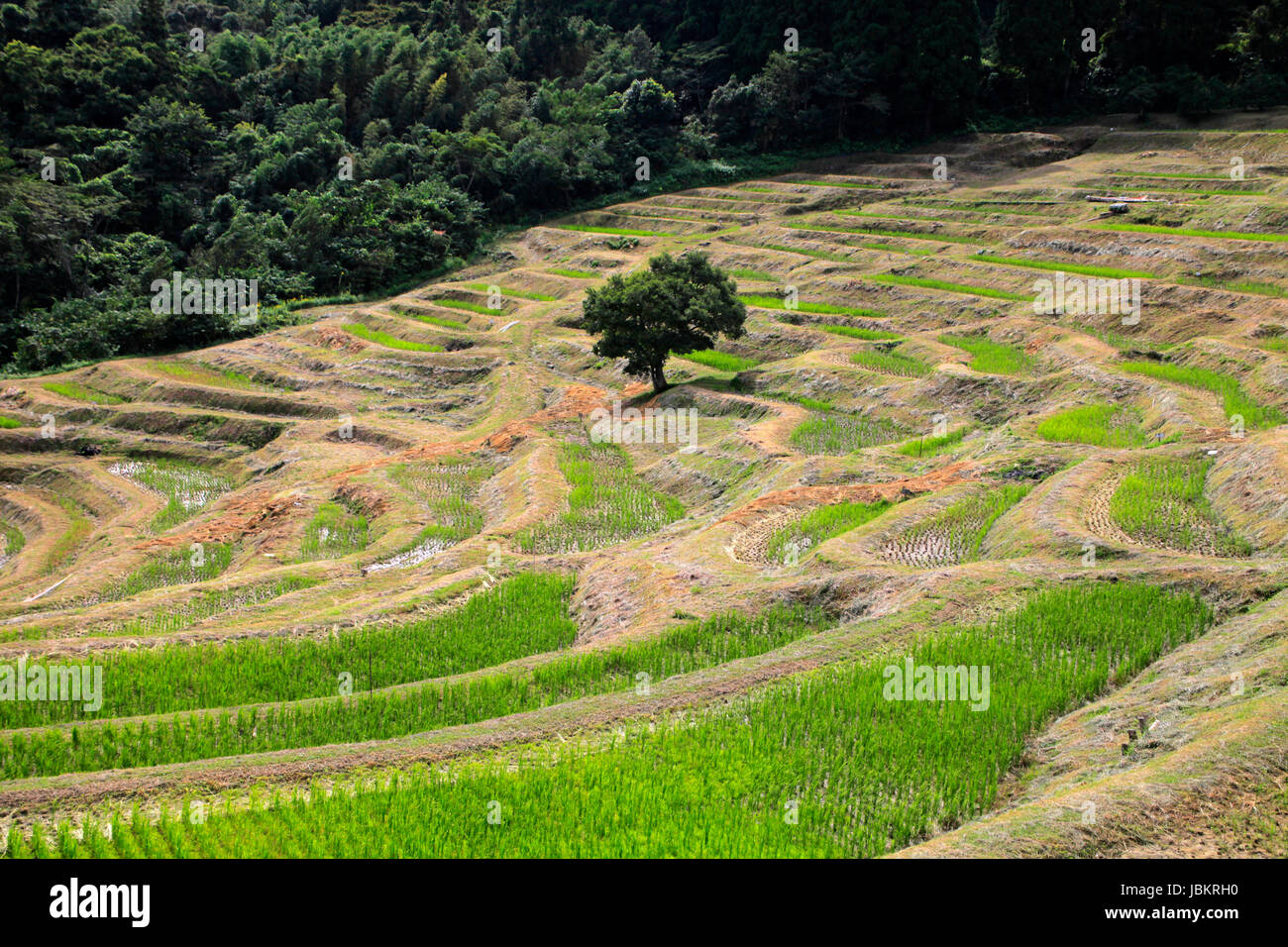 Oyama Senmaida Terraced Rice Field Kamogawa City Chiba Japan Stock Photo Alamy