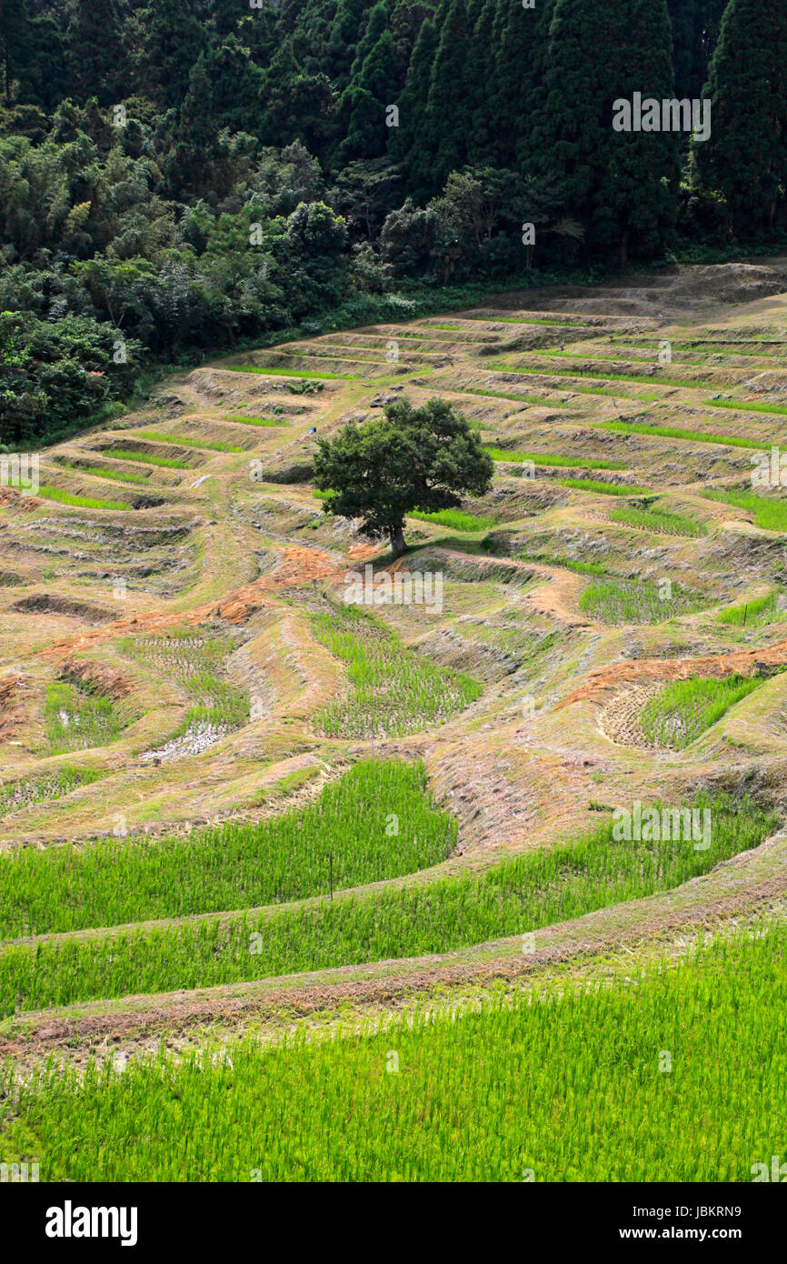 Oyama Senmaida Terraced Rice Field Kamogawa High Resolution Stock Photography And Images Alamy