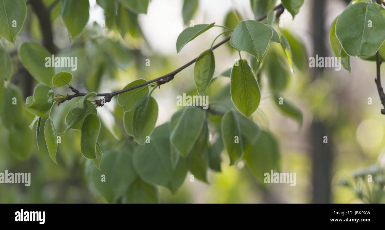 Green leaves tree flutter in hi-res stock photography and images - Alamy