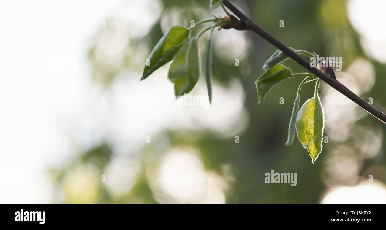 Green leaves tree flutter in hi-res stock photography and images - Alamy