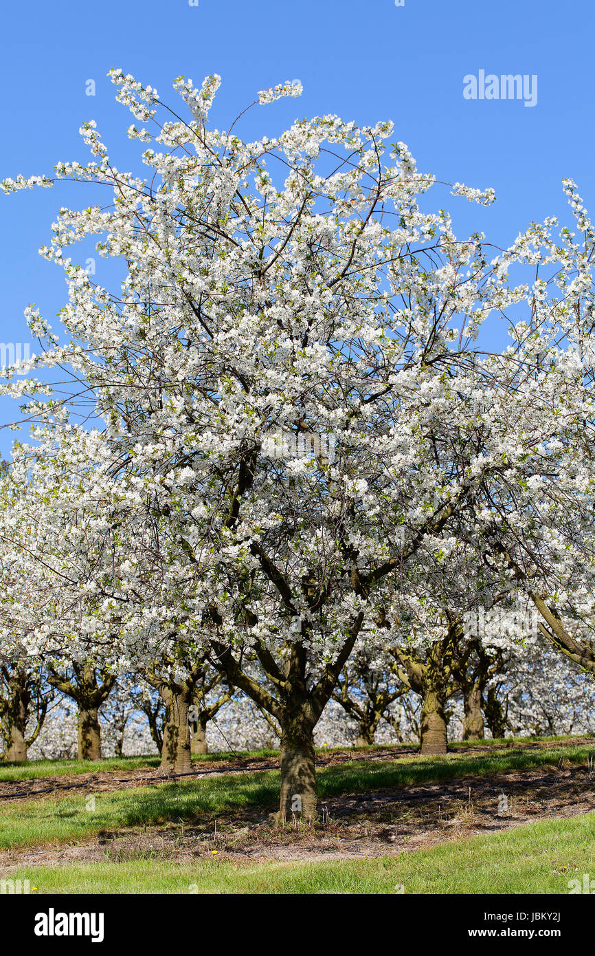 Kirschbäume in einer Obstplantage - Detailansicht Stock Photo