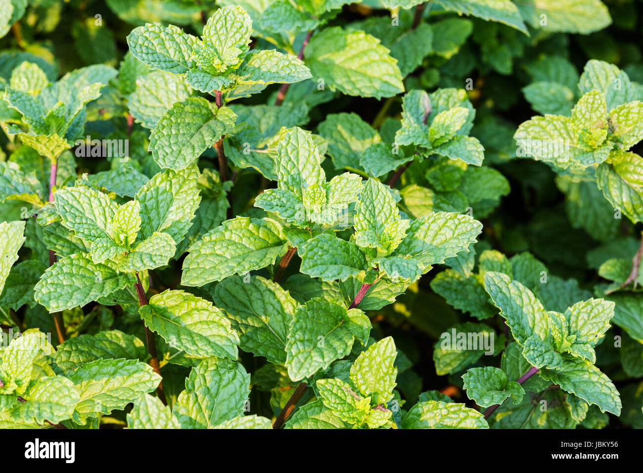 Frische Minze, Nahaufnahme der duftenden Pflanze in der Natur Stock Photo