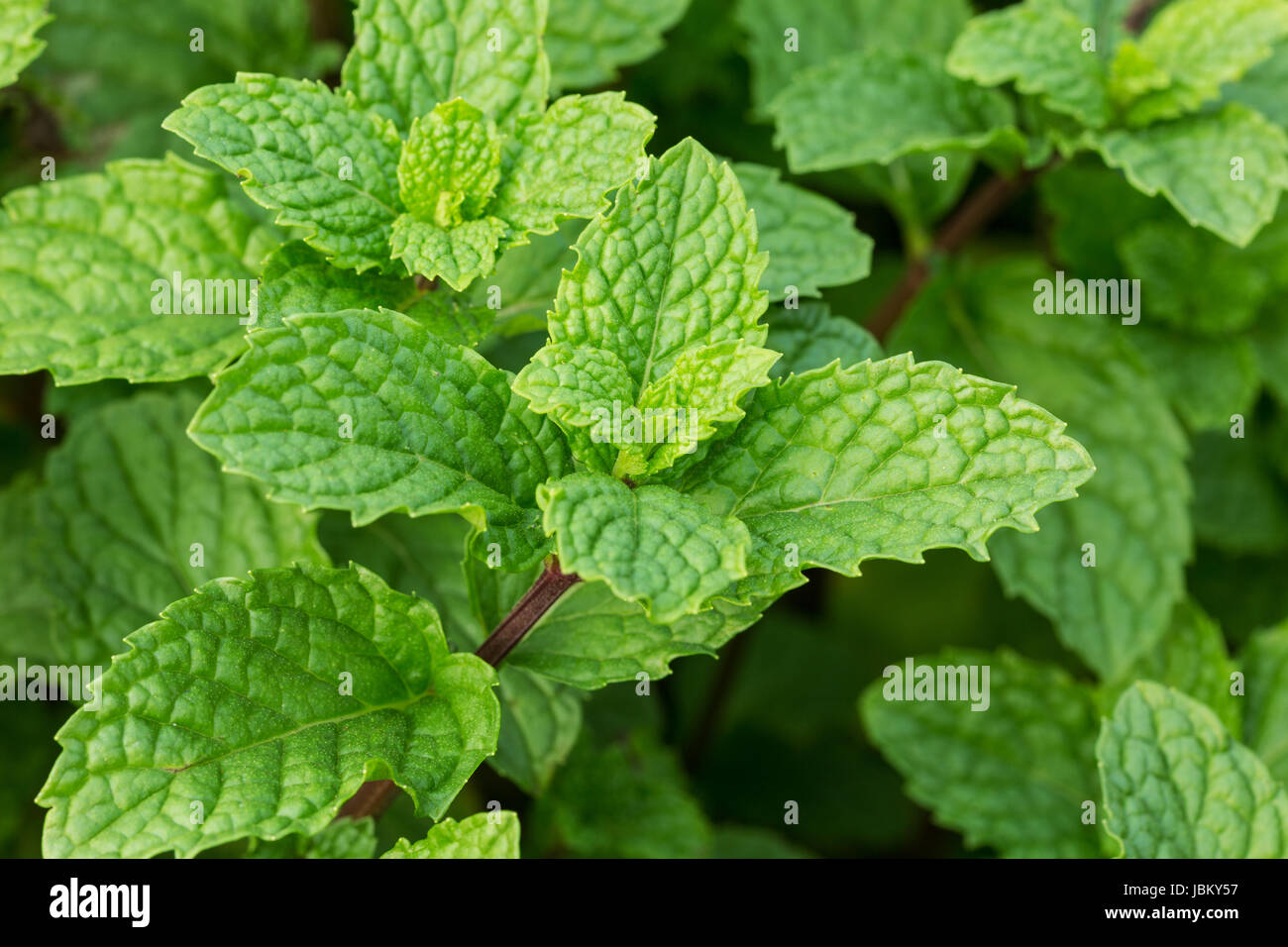 Frische Minze, Nahaufnahme der duftenden Pflanze in der Natur Stock Photo