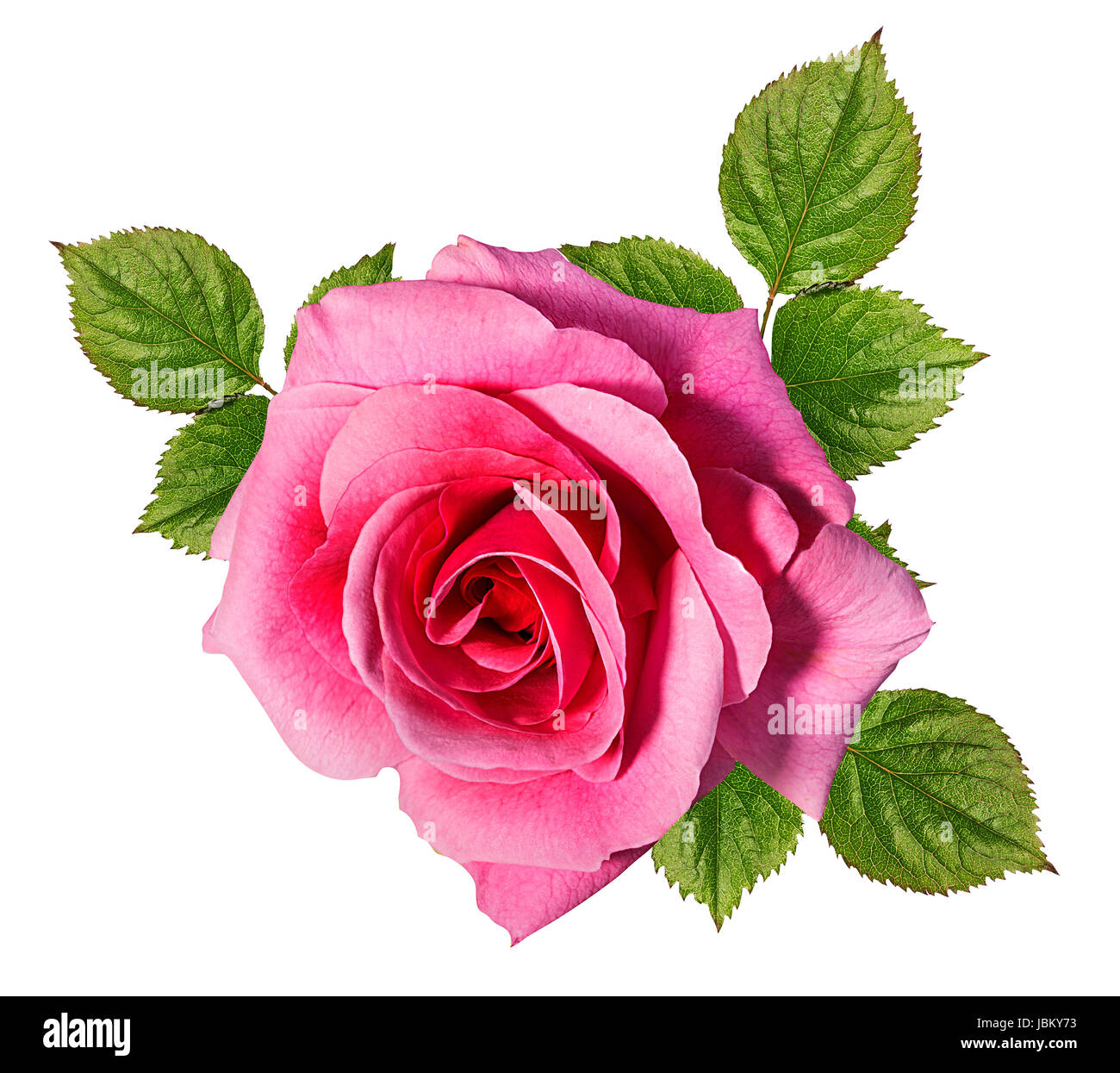 rose isolated on white background Stock Photo - Alamy