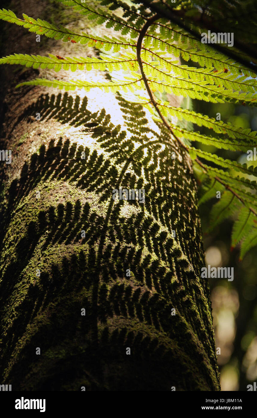 orig. IMG 8363 - Shadow of a fern on a tree trunk Stock Photo