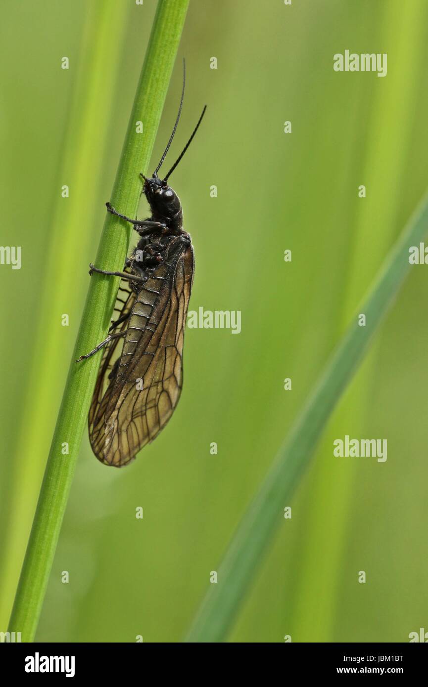 blade of grass meadow Stock Photo Alamy