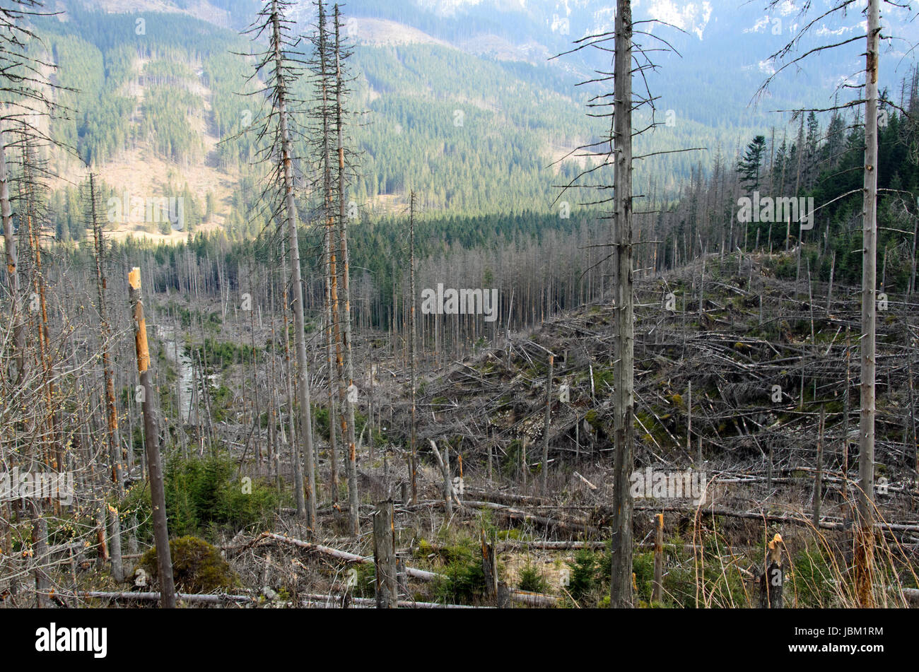 the broken trees after powerful hurricane Stock Photo - Alamy