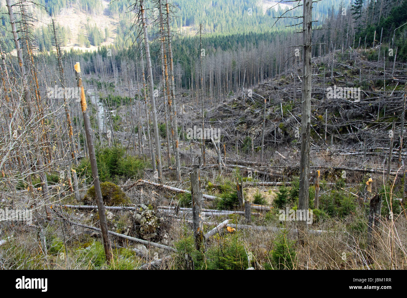 the broken trees after powerful hurricane Stock Photo - Alamy