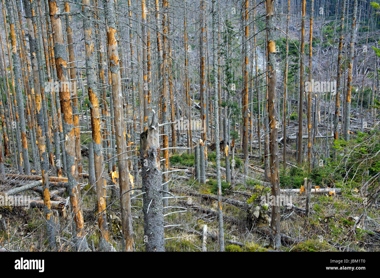 the broken trees after powerful hurricane Stock Photo - Alamy