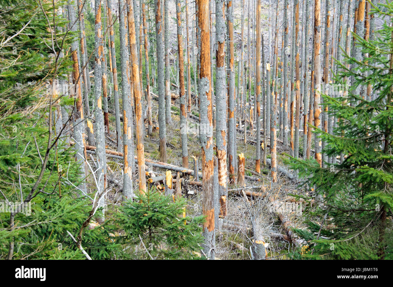 the broken trees after powerful hurricane Stock Photo - Alamy