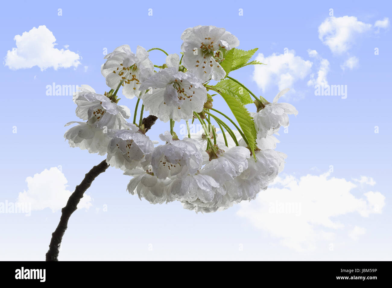 sour cherry blossoms with sky and clouds background Stock Photo - Alamy